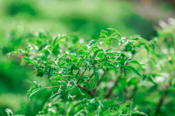 Groene bladeren patroon voorraad — Stockfoto