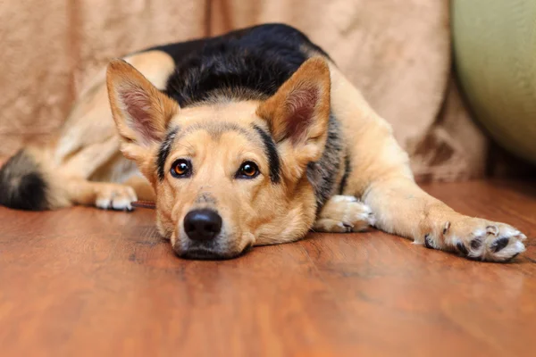 Köpek yerde yatıyor.