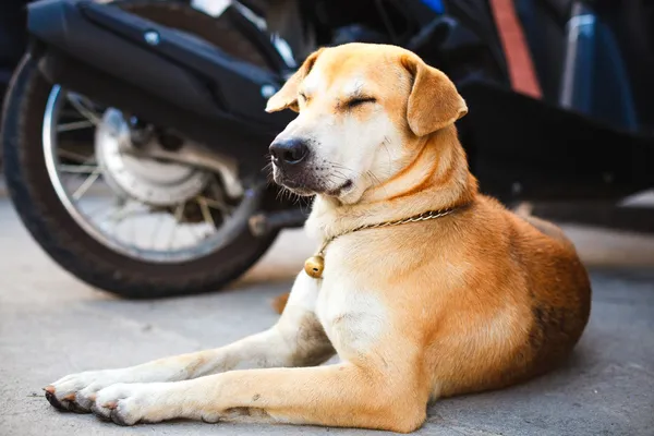 Descanso do cão na estrada — Fotografia de Stock