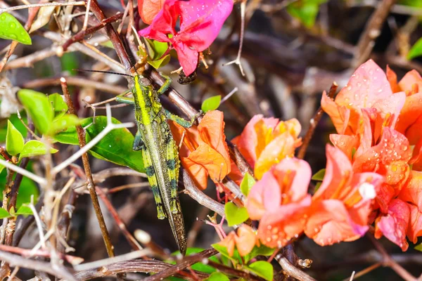 Bougainvillea with grasshopper — Stock Photo, Image