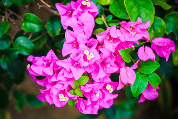 Bougainvillea no fundo da natureza — Fotografia de Stock