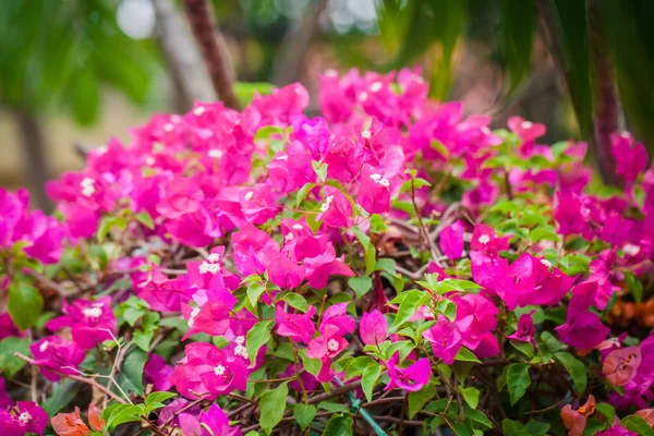 Bougainvillea no fundo da natureza — Fotografia de Stock