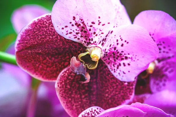 Orquídeas roxas — Fotografia de Stock