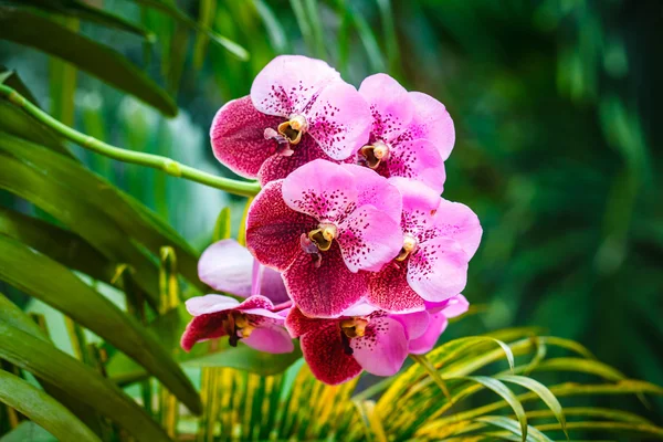 Orquídeas roxas — Fotografia de Stock