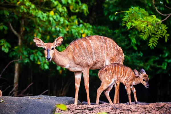 Amor de la madre, ciervos y cervatillo lindo —  Fotos de Stock