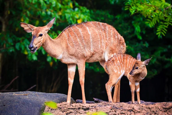 Amor de mãe, veado e bonito fawn — Fotografia de Stock