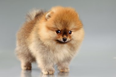 Pomeranian köpek yavrusu
