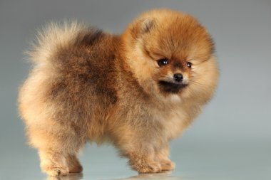 Pomeranian köpek yavrusu