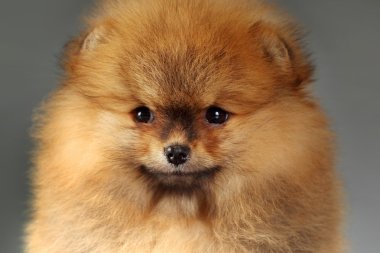 Pomeranian köpek yavrusu