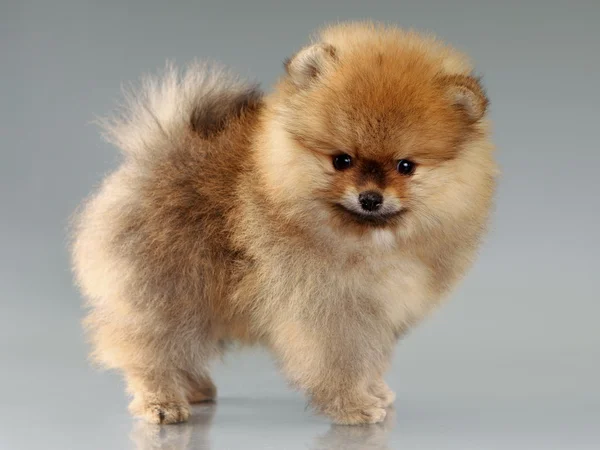 Pomeranian köpek yavrusu — Stok fotoğraf