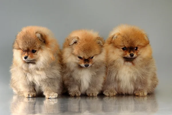 Três cachorros da Pomerânia — Fotografia de Stock