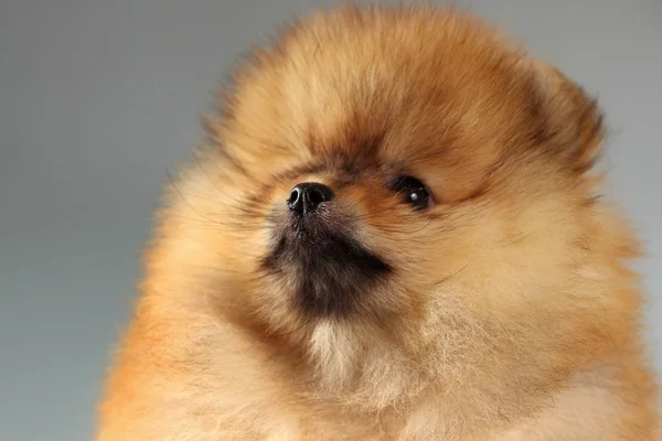 Pomerania cucciolo — Foto Stock