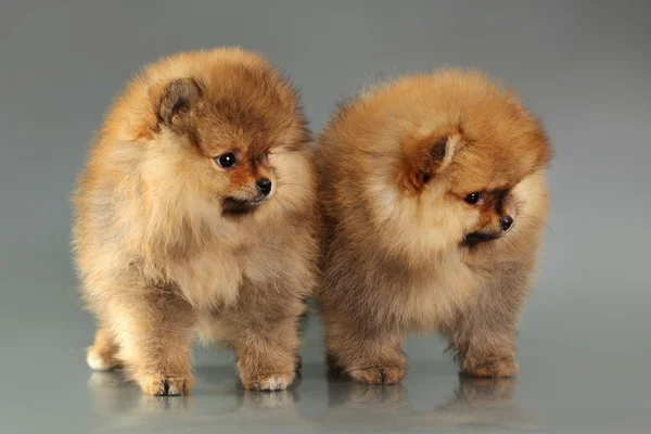 Dois cachorros da Pomerânia — Fotografia de Stock