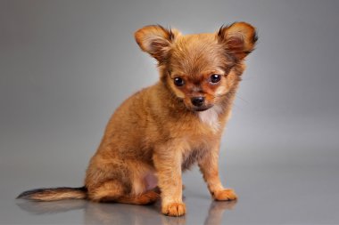 gri zemin üzerine Chihuahua yavrusu