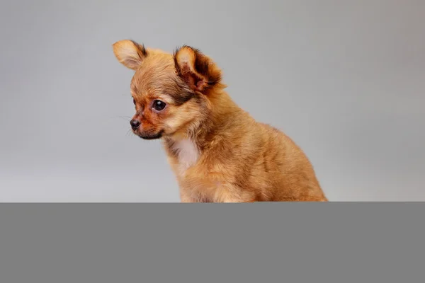 Welpe von Chihuahua auf grauem Hintergrund — Stockfoto