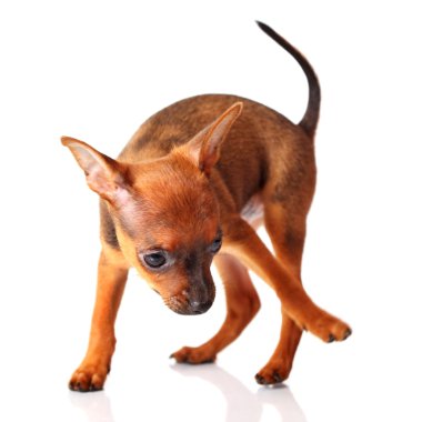 toyterrier köpek
