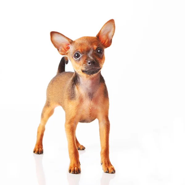 Welpe von Toyterrier — Stockfoto