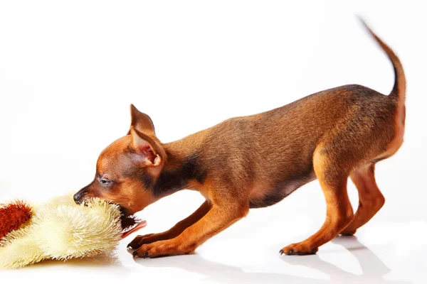Filhote de cachorro de brinquedo terrier — Fotografia de Stock