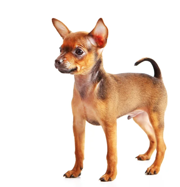 Puppy of toyterrier — Stock Photo, Image