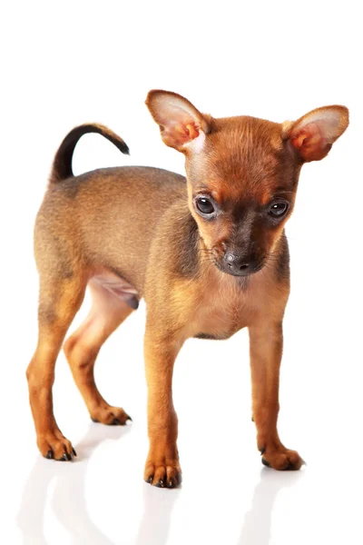 Welpe von Toyterrier — Stockfoto