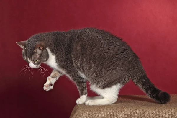 Grijze kat op de tafel — Stockfoto