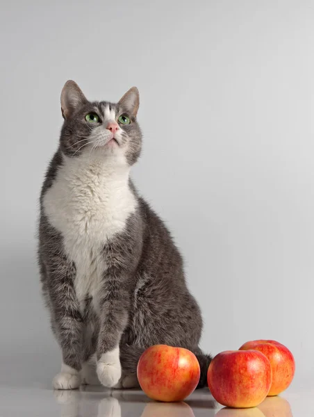 Grijze kat op achtergrond met rode appel — Stockfoto