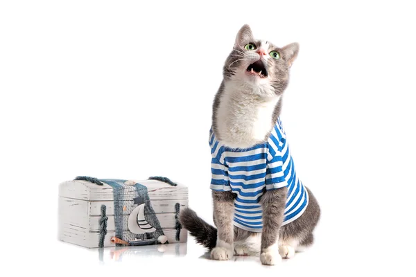 Grijze kat in zeeman pak op geïsoleerde achtergrond met borst — Stockfoto