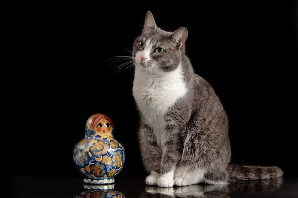 Grijze kat, zittend op zwarte achtergrond met matreshka — Stockfoto