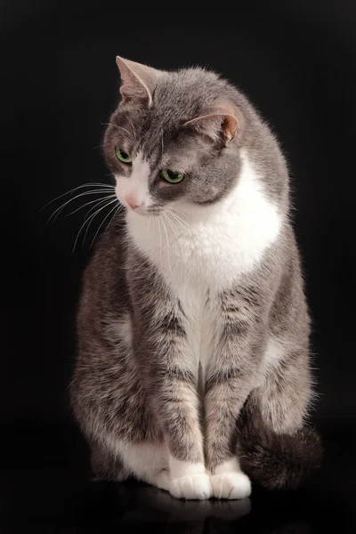 Grijze kat, zittend op zwarte achtergrond — Stockfoto