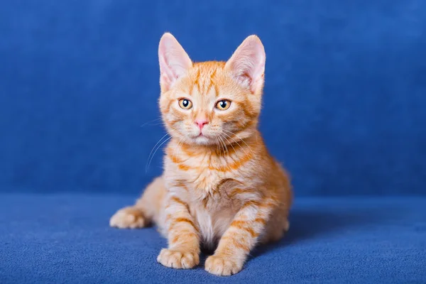青色の背景に赤の子猫 — ストック写真