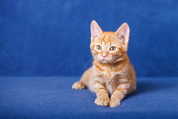 Κόκκινο γατάκι σε μπλε φόντο — Φωτογραφία Αρχείου