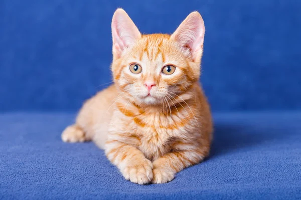 Mavi zemin üzerine kırmızı kedi yavrusu — Stok fotoğraf