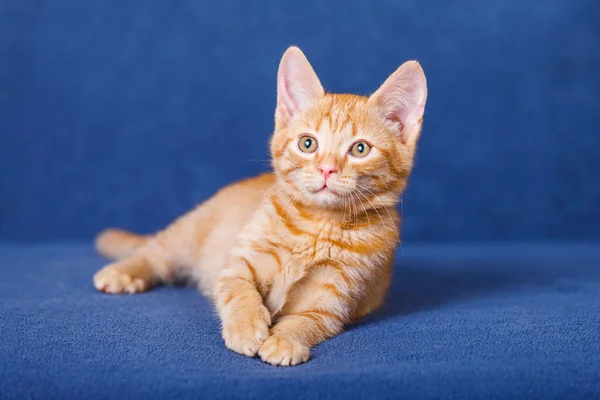 Red kitten on blue background — Stock Photo, Image