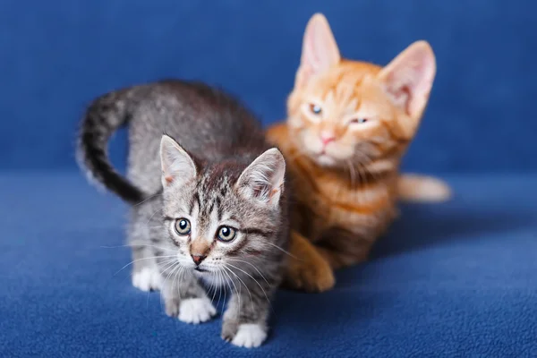 Dvě koťátka na modrém pozadí — Stock fotografie