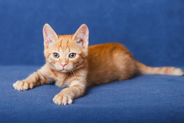 Red kitten on blue background — Stock Photo, Image
