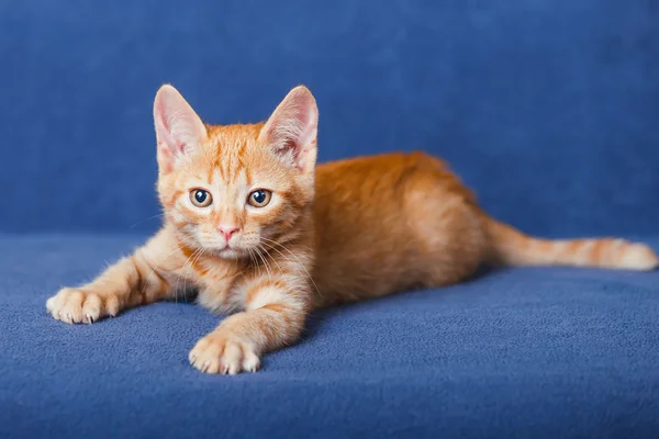 Gatinho vermelho no fundo azul — Fotografia de Stock