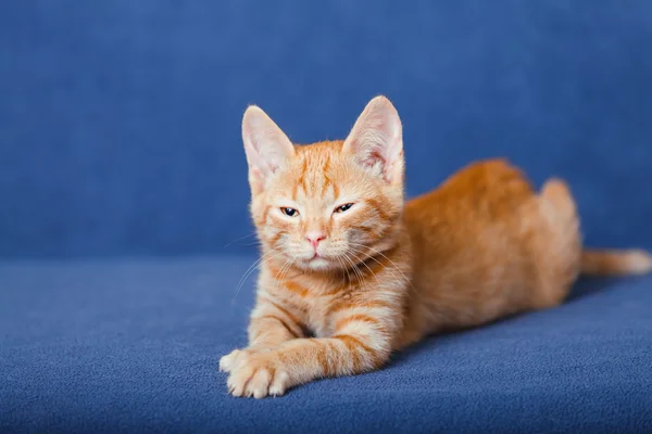Красный котёнок на синем фоне — стоковое фото