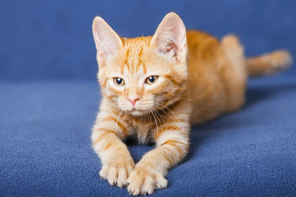 Gatinho vermelho no fundo azul — Fotografia de Stock