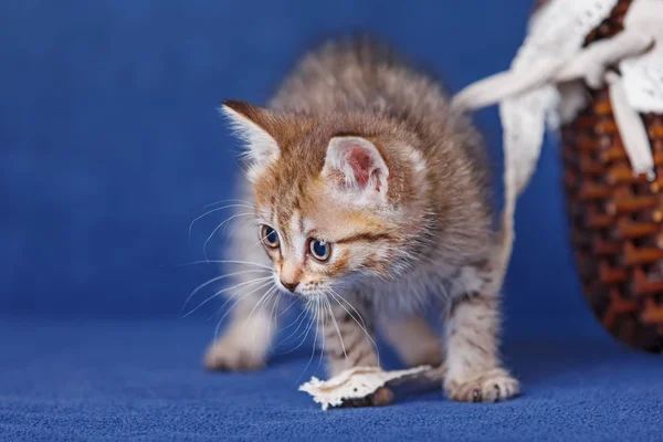 Jonge kitten blijven op blauwe achtergrond — Stockfoto