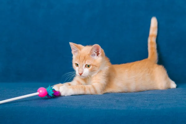 Gattino rosso su sfondo blu — Foto Stock