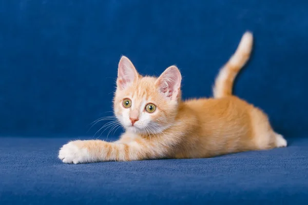 Red kitten on blue background — Stock Photo, Image