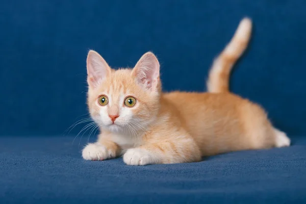 Red kitten on blue background — Stock Photo, Image