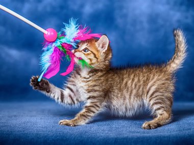 şirin kedi yavrusu