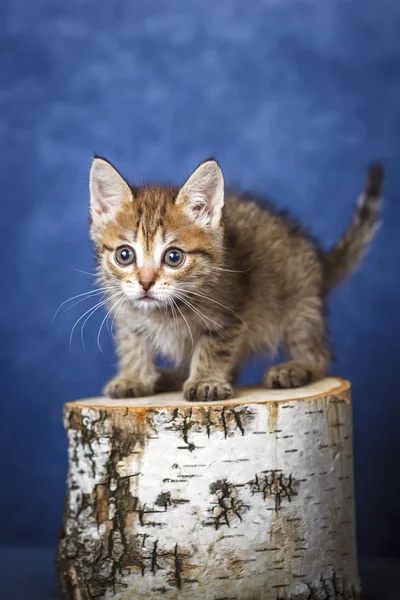 Çizgili kedicik — Stok fotoğraf
