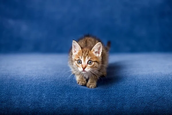 Cute striped kitten — Stock Photo, Image