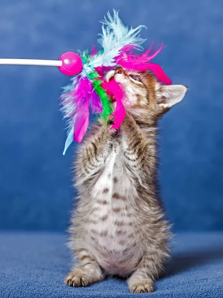şirin kedi yavrusu