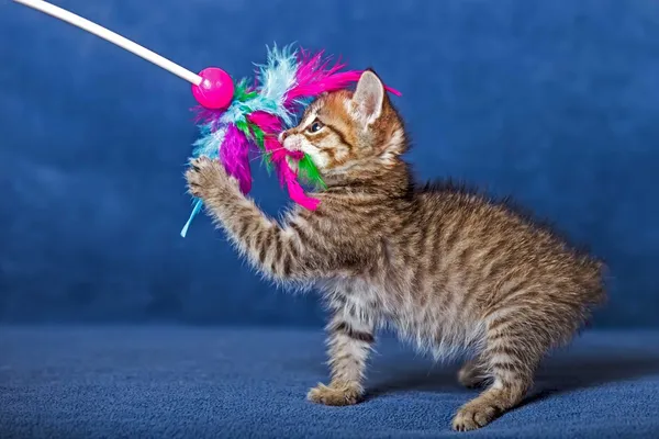 Gatinho bonito — Fotografia de Stock