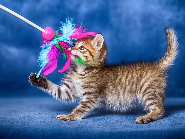 Gatinho bonito — Fotografia de Stock