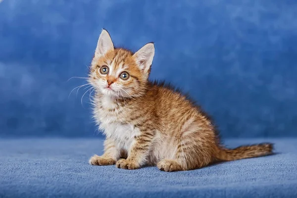 Gatinho listrado bonito — Fotografia de Stock