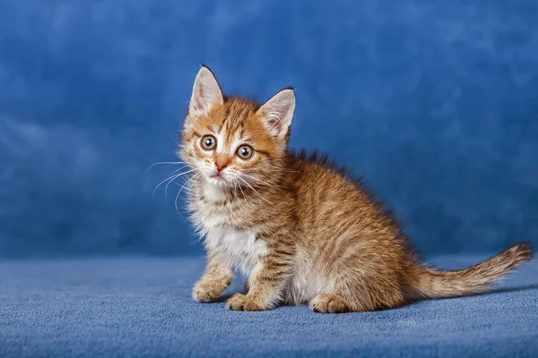 Cute striped kitten — Stock Photo, Image
